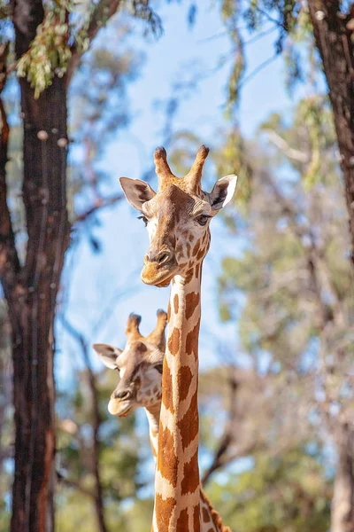 Az egyedülálló hosszú nyakú hosszú lábú zsiráf — Stock Fotó