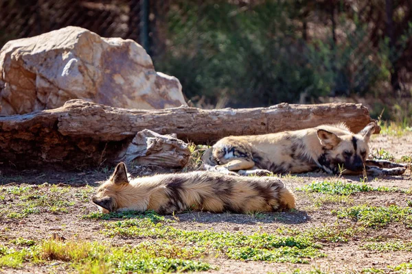 Afrikai vad kutyák fekvő pihenés és alszik — Stock Fotó