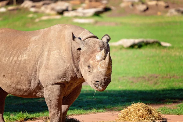 A Magnificent White Rhinoceros — Stock Photo, Image