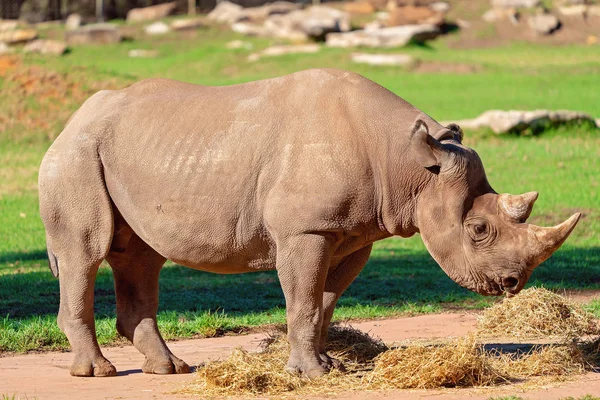 A Magnificent White Rhinoceros — Stock Photo, Image
