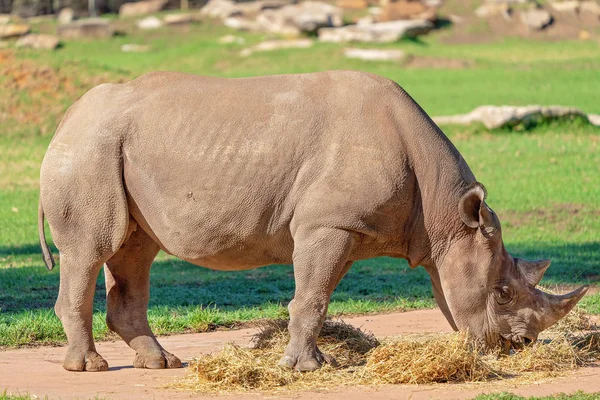 A Magnificent White Rhinoceros — Stock Photo, Image