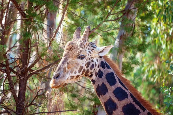 La dura cabeza de una jirafa masculina — Foto de Stock