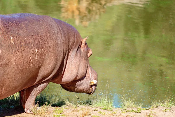 The Semi-Aquatic Hippopotamus Going For A Wallow — Stock Photo, Image