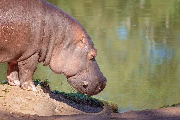 The Semi-Aquatic Hippopotamus Going For A Wallow — Stock Photo, Image