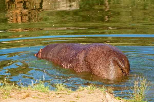 The Semi-Aquatic Hippopotamus Wallowing In A Swamp — Stock Photo, Image