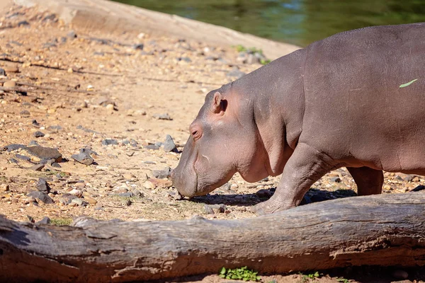 Hippo Walking w pobliżu Bagno — Zdjęcie stockowe
