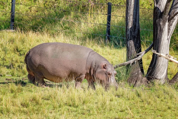 Hippo jedzenia trawa — Zdjęcie stockowe