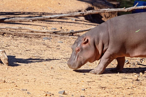 Zbliżenie Hippo Walking — Zdjęcie stockowe