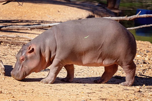 Zbliżenie Hippo Walking — Zdjęcie stockowe