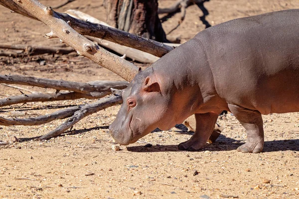 Zbliżenie Hippo Walking — Zdjęcie stockowe