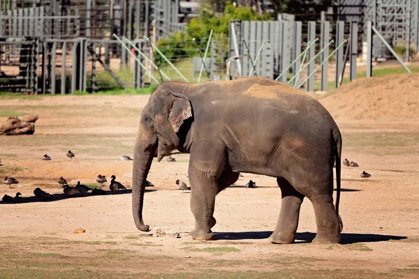 Słoń spacerów po jego obudowie — Zdjęcie stockowe