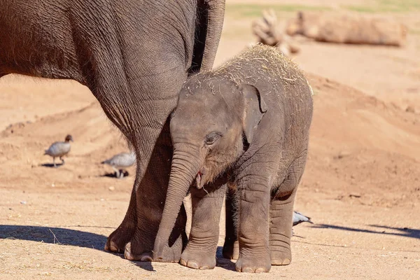 Słoniątko z matką — Zdjęcie stockowe
