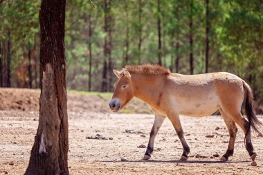 Gerçek bir vahşi at, Taki