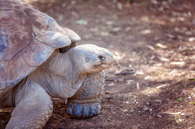 Dev Antik Galapagos Kaplumbağası