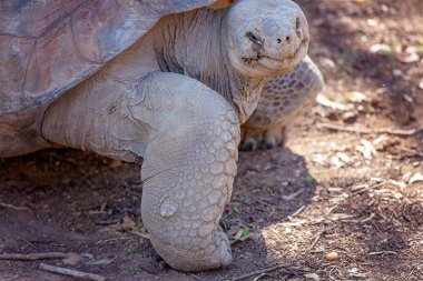 Dev Antik Galapagos Kaplumbağası