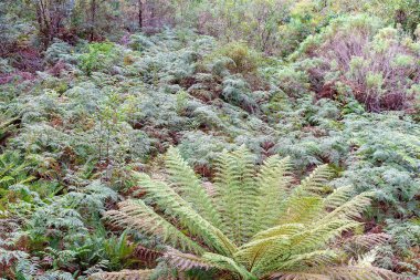 Bir Bushland Ayarı Ferns