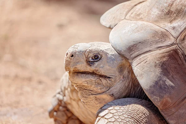 Fechar da cabeça de uma tartaruga de galápagos — Fotografia de Stock