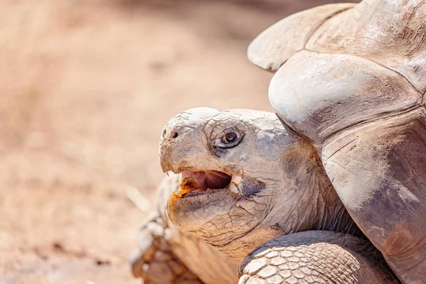 Close-up da boca aberta de uma tartaruga de galápagos — Fotografia de Stock