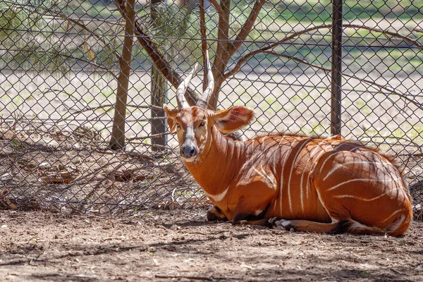 Un Addax acostado a la sombra — Foto de Stock