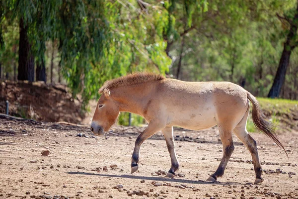 Un verdadero caballo salvaje, el Taki — Foto de Stock