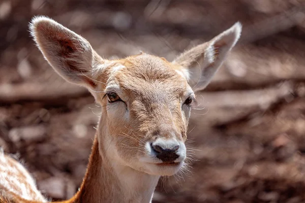 A Young Doe Deer in Close-up — Stock Photo, Image