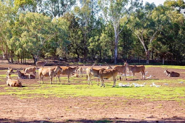 Una manada de Addax Grazing — Foto de Stock