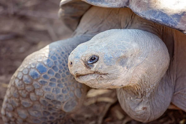 A Giant Ancient Galapagos Tortoise — Stock Photo, Image