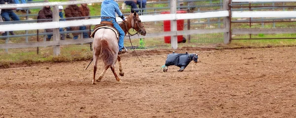 Horse Cutting Training In The Rain