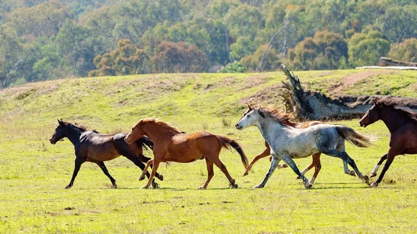 Стадо диких лошадей, бегущих по пересеченной местности — стоковое фото