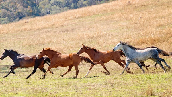 Eine Herde wilder Pferde rast durchs Land — Stockfoto