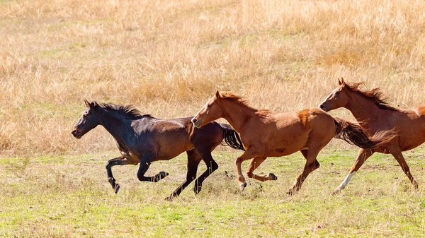 Eine Herde wilder Pferde rast durchs Land — Stockfoto