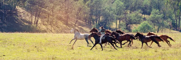 Eine Herde wilder Pferde rast durchs Land — Stockfoto