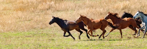 Eine Herde wilder Pferde rast durchs Land — Stockfoto