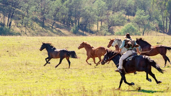 A Cowboy Herding Wild Horses — Stock Photo, Image