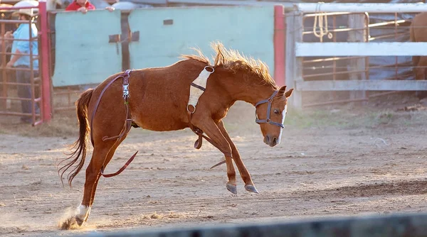 Bucking hästridning Rodeo konkurrens — Stockfoto