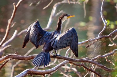 Güneşte Kanatlarını Kuruyan Bir Karabatak