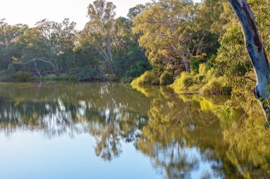 Nehir Suyuna Yansıyan Ağaçlar