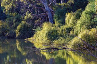 Durgun Su Nehri Yansımaları