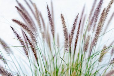 Boyalı Beyaz Duvara Karşı Çim Fronds