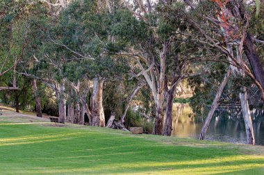 Manzaralı Bir Nehrin Yanındaki Yeşil Çimenler