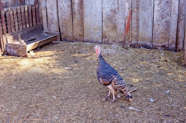 Bir Barnyard bir Avustralya Hindi