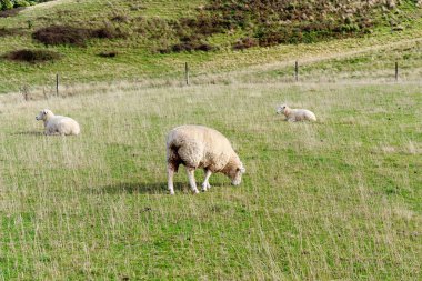 bir alanda otlayan koyunlar