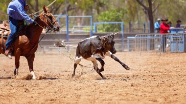 Ülke rodeoda Kementleme takım buzağı