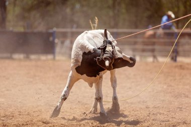 Ülke rodeoda Kementleme takım buzağı