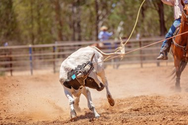 Ülke rodeoda Kementleme takım buzağı