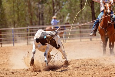 Ülke rodeoda Kementleme takım buzağı