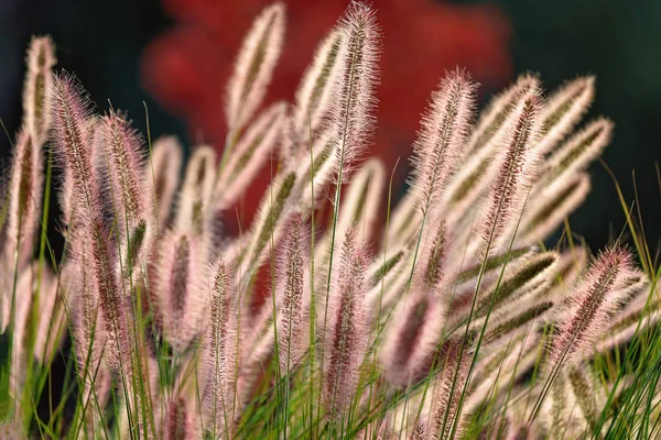 Herbe pelucheuse lumineuse en gros plan — Photo