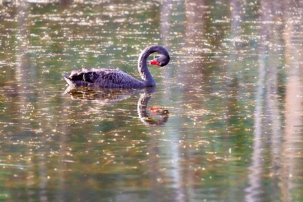 Een zwaan vreedzaam zwemmen op een meer — Stockfoto