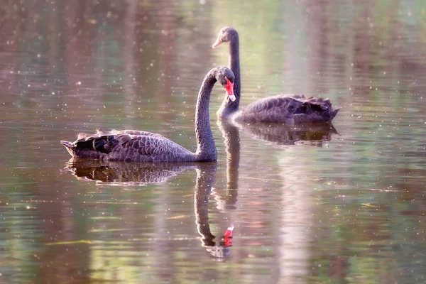 Two Swans Swimming Peacefully On A Lake