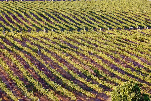 Filas de viñas de uva en un viñedo australiano — Foto de Stock